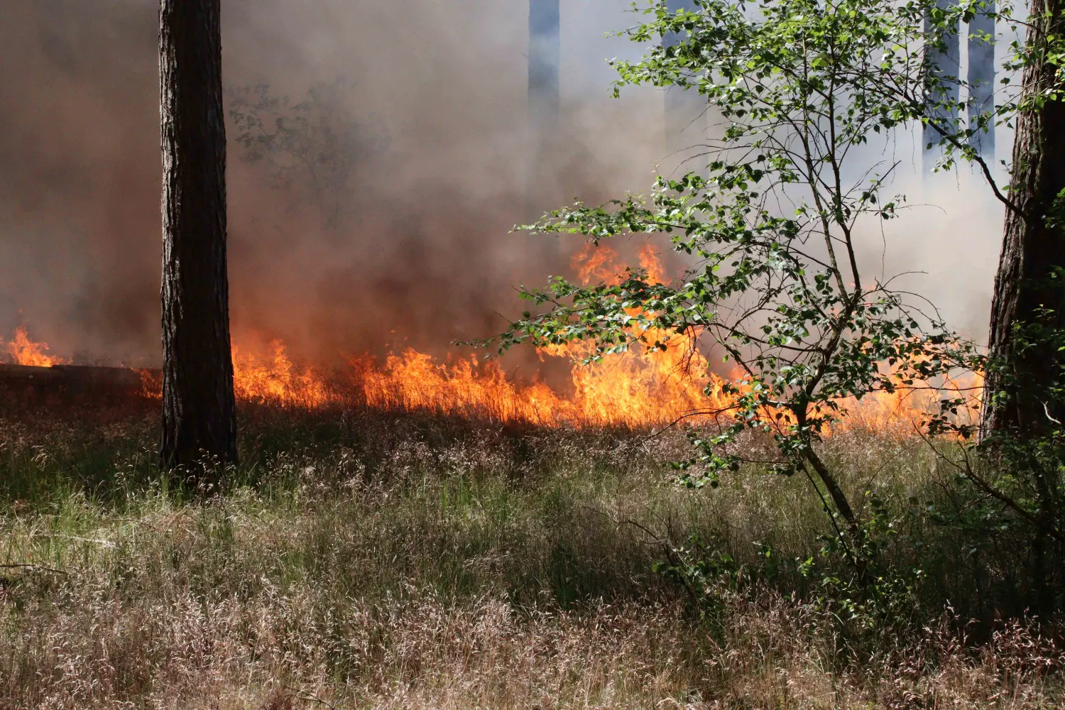 SWM-DV Studio Waldbrand Uelitz Drefin